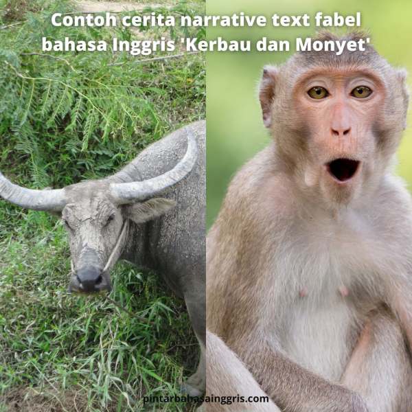 Contoh Cerita Narrative Text Fabel Bahasa Inggris Kerbau Dan Monyet